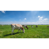 EKOLOŠKA KMETIJA BEVC, PRI MURNOVIH