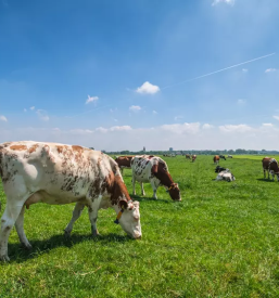 Prodaja svezega domacega mesa mirna pec