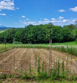Prodaja Žafrana Štajerska