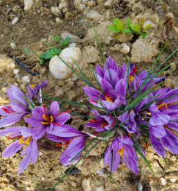Prodaja Žafrana Štajerska