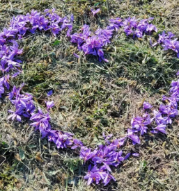 Prodaja Žafrana Štajerska
