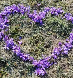 Prodaja Žafrana Štajerska