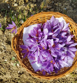 Prodaja Žafrana Štajerska