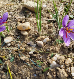 Prodaja Žafrana Štajerska