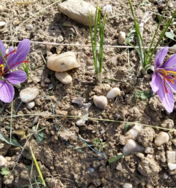 Prodaja Žafrana Štajerska