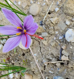 Prodaja Žafrana Štajerska