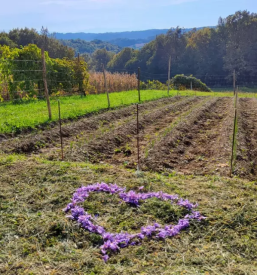 Prodaja Žafrana Štajerska