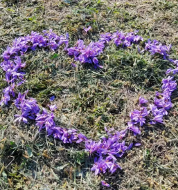 Prodaja Žafrana Štajerska
