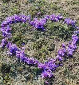 Prodaja Žafrana Štajerska