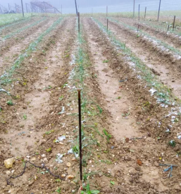 Prodaja Žafrana Štajerska