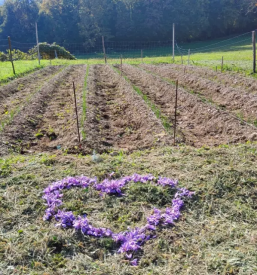 Prodaja Žafrana Štajerska