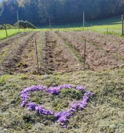 Prodaja Žafrana Štajerska