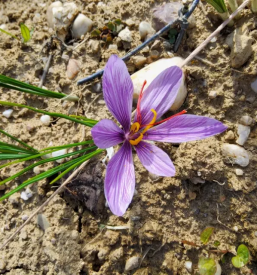 Prodaja Žafrana Štajerska