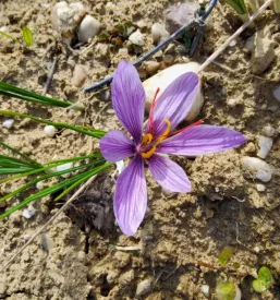 Prodaja Žafrana Štajerska