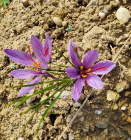Prodaja Žafrana Štajerska