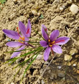 Prodaja Žafrana Štajerska