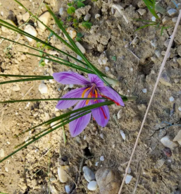 Prodaja Žafrana Štajerska