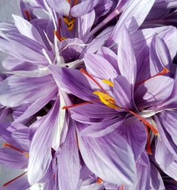 Prodaja Žafrana Štajerska