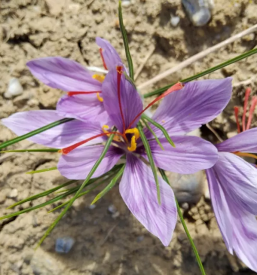 Prodaja Žafrana Štajerska