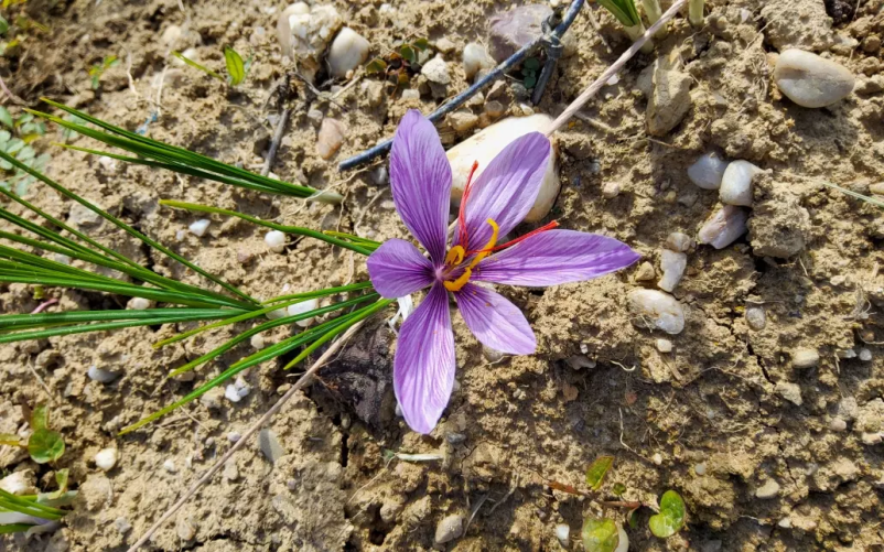 Ugodna prodaja ekološkega žafrana na Štajerskem