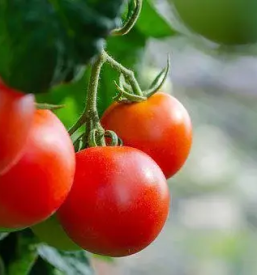 Poceni veleprodaja in maloprodaja sadja in zelenjave Goriška