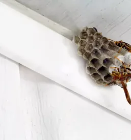 Bioloska dezinsekcija hleva in kmetije slovenija