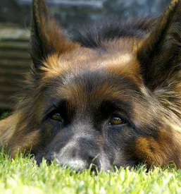 Dober pasji salon v portorozu