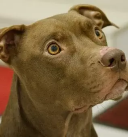 Dober pasji salon v portorozu