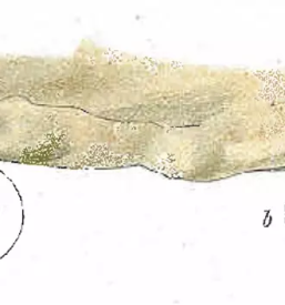 Raziskovalna dejavnost človeške ribice