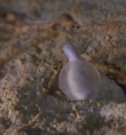 Varstvo človeške ribice