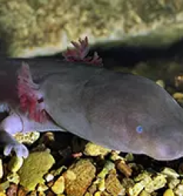 Raziskovanje človeške ribice