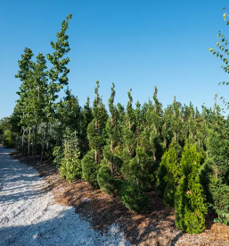 Vrtni center maribor