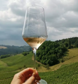 Degustacije vin Maribor, okolica