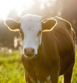  prodaja goveda savinjska