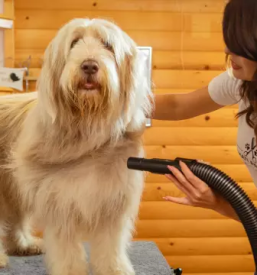 Pasji salon mavčiče, kranj okolica, medvode