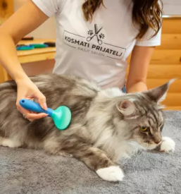 Pasji salon mavčiče, kranj okolica, medvode