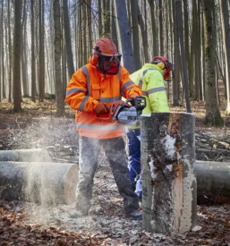 Posek in spravilo lesa bela krajina