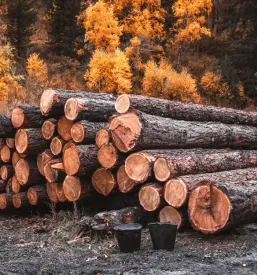 Posek in spravilo lesa bela krajina