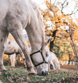 Snemanje porocnih videov ljubljana osrednja slovenija