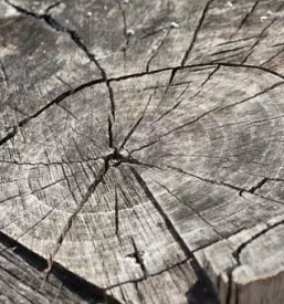 Spravilo lesa z gozdarsko prikolico bela krajina