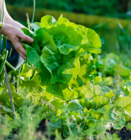Kvalitetno urejanje okolice Lenart v Slovenskih goricah