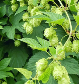 Odkupi in prodaja hmelja braslovce savinjska