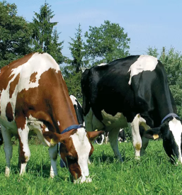 Odkupi in prodaja mleka in goveda braslovce savinjska
