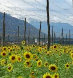 Odkupi in prodaja mleka braslovce 