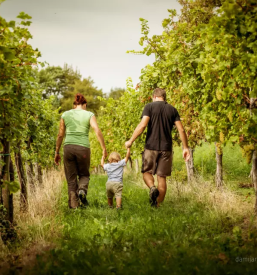 Kvalitetno ekolosko ekstra devisko oljcno olje goriska