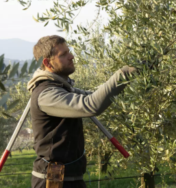 Kvalitetno ekolosko ekstra devisko oljcno olje goriska