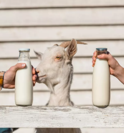 Prodaja domacega kozjega mleka ljubljana okolica osrednja slovenija