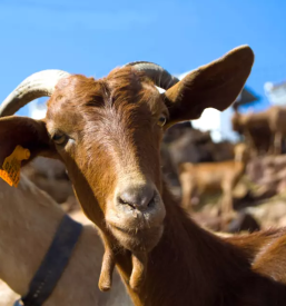 Prodaja domačega sladoleda iz kozjega mleka, Ljubljana okolica, Osrednja Slovenija