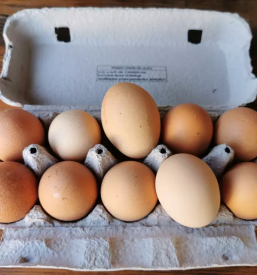 Domača jajca Gorenjska