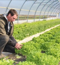 Prodaja sezonskega sadja in zelenjave novo mesto in okolica
